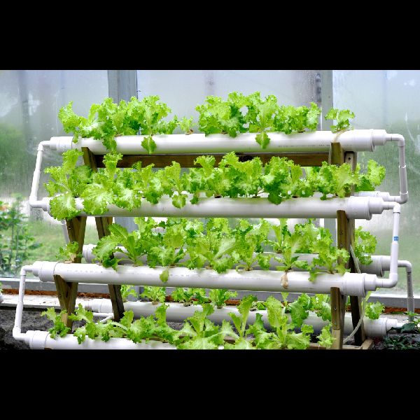 Read more about the article Hydroponics gardening at home
