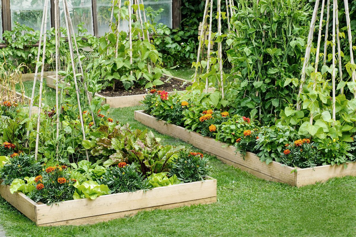 Read more about the article The ultimate guide to Raised Bed Gardening